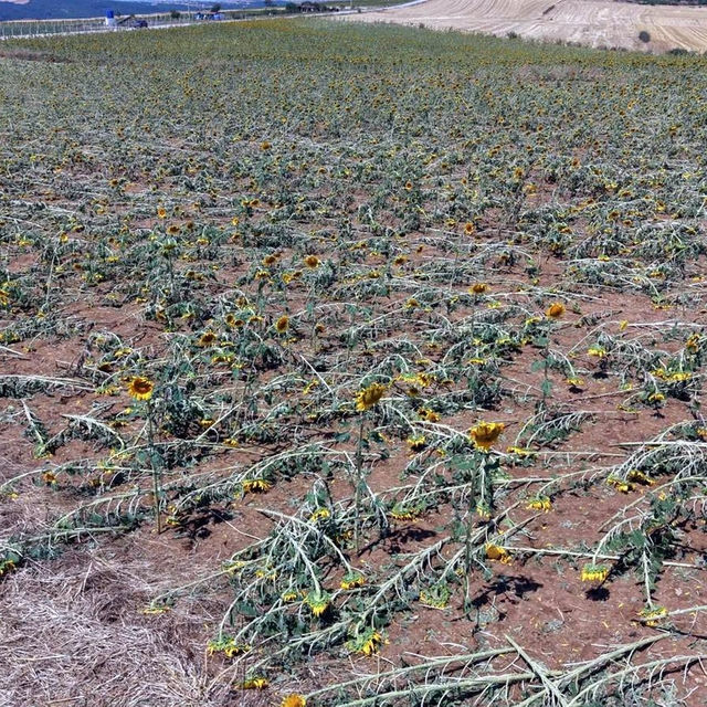Tekirdağ'da dolu yağışı nedeniyle 35 bin dekar ekili alan zarar gördü, hasa...