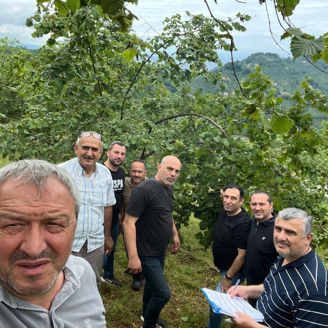 Trabzon'da Fındıkta rekolte tespiti çalışmaları başladı