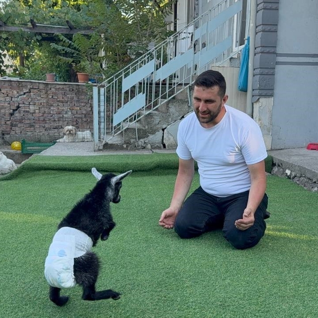 Doğuştan engelli yavru keçiyi sahiplenip evlatları gibi büyütüyorlar
Bibero...