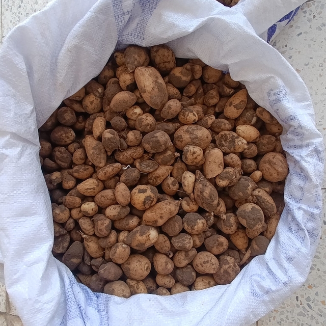Bingöl'de izinsiz salep toplayan 4 kişi ile biyokaçakçılık yapan 2 kişiye 4...