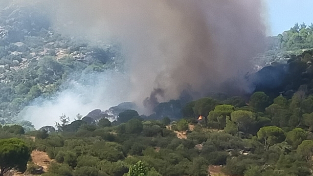 Muğla'da orman yangını