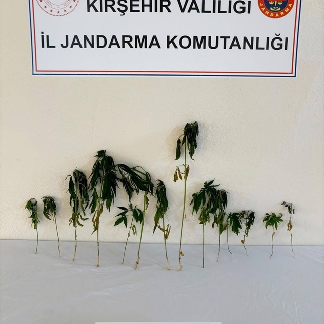 Kırşehir'de bahçeye ekili kenevir ele geçirildi