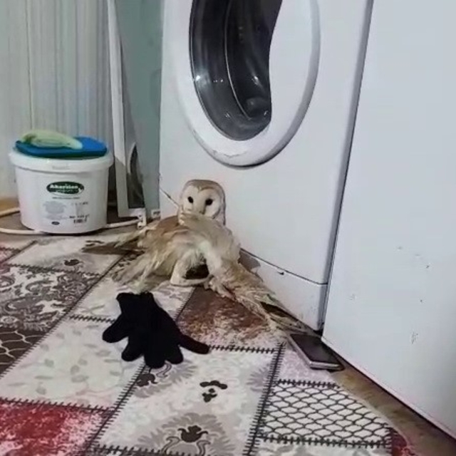 Yaralı baykuş tedavi altına alındı