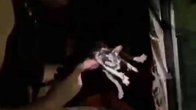 Yangında mahsur kalan kedi itfaiye ekiplerince kurtarıldı