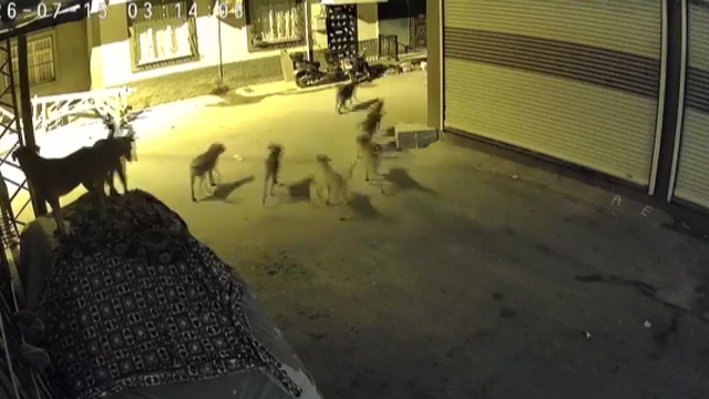 Sürü halindeki köpeklerden korkan kedi, pencere demirine tırmandı