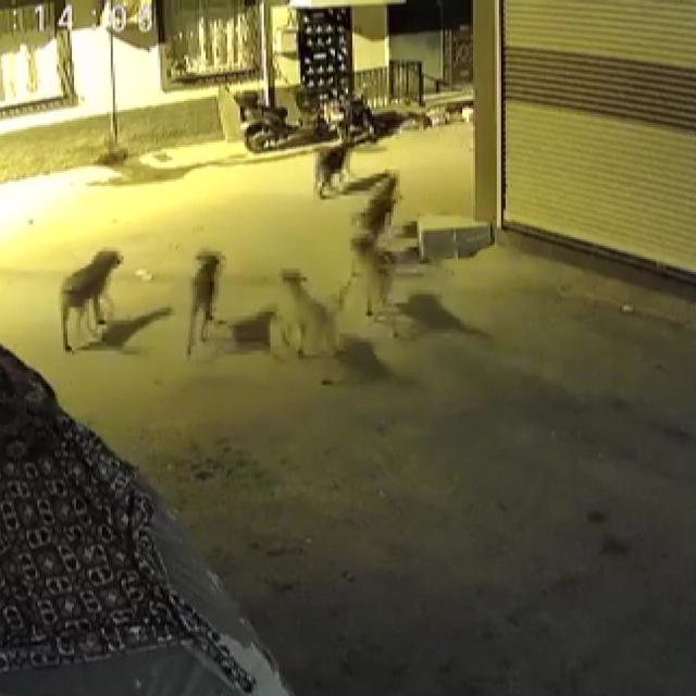Sürü halindeki köpeklerden korkan kedi, pencere demirine tırmandı