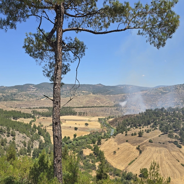 Dursunbey'de orman yangını
