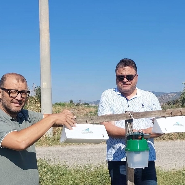 Pamuk tarlalarında zararlı takibi için feromon tuzakları kuruldu