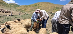 Yüksekova'da hayvanların aşılama ve kimliklendirme çalışmaları sürüyor