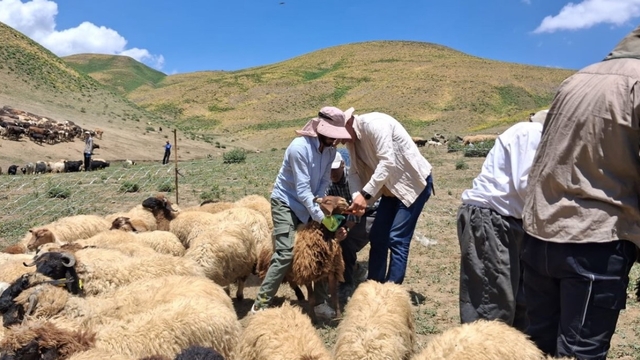 Yüksekova'da hayvanların aşılama ve kimliklendirme çalışmaları sürüyor