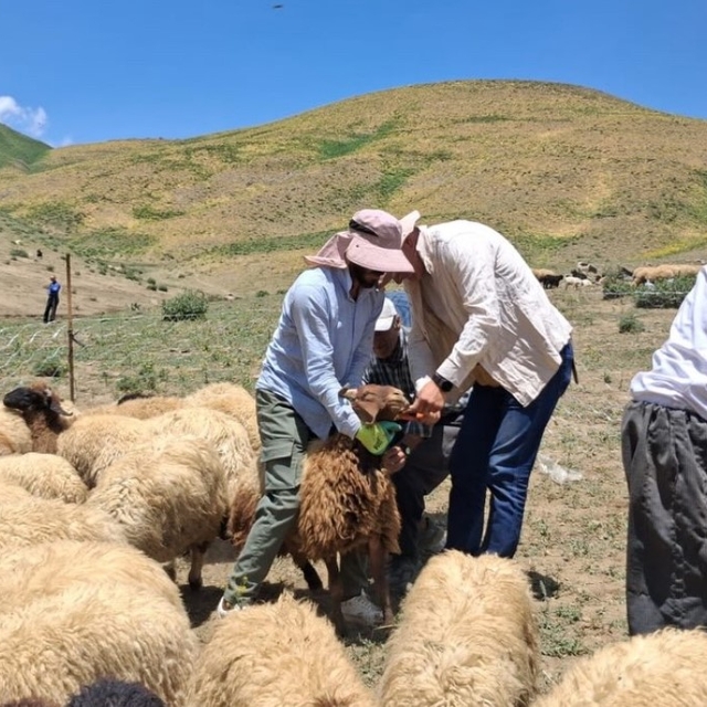 Yüksekova'da hayvanların aşılama ve kimliklendirme çalışmaları sürüyor