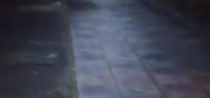Çocuk parkında bozayı görüntülendi