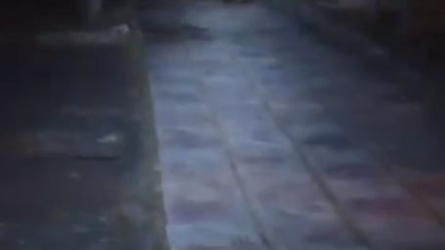 Çocuk parkında bozayı görüntülendi