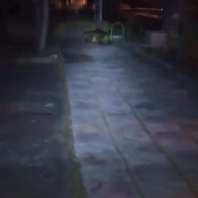 Çocuk parkında bozayı görüntülendi