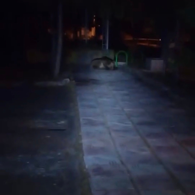 Bolu'da çocuk parkına ayı girdi