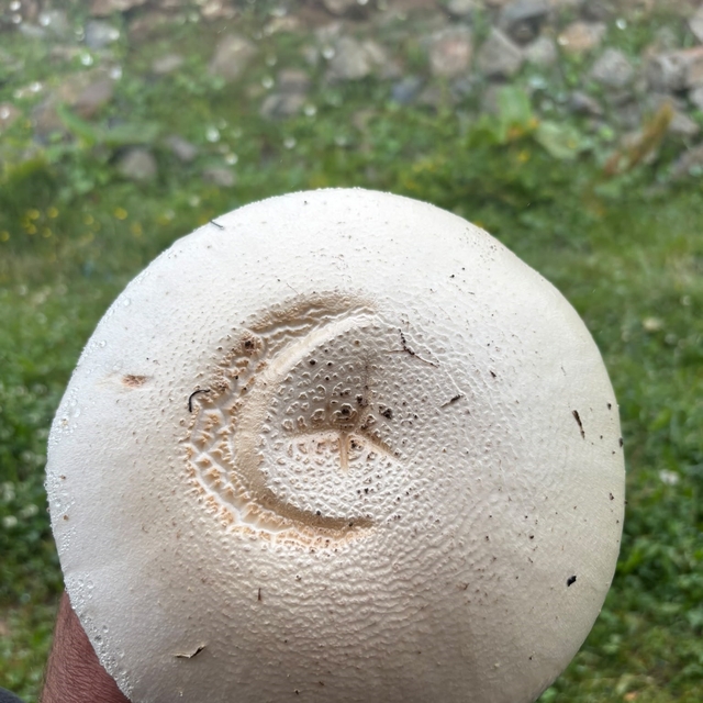 Yayladaki ay yıldızlı mantar görenleri şaşırttı