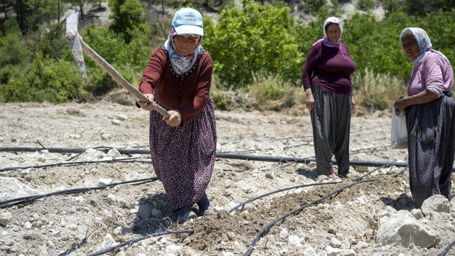 Mersin'de atalık 'Leklek' fasulyesi yeniden toprakla buluştu