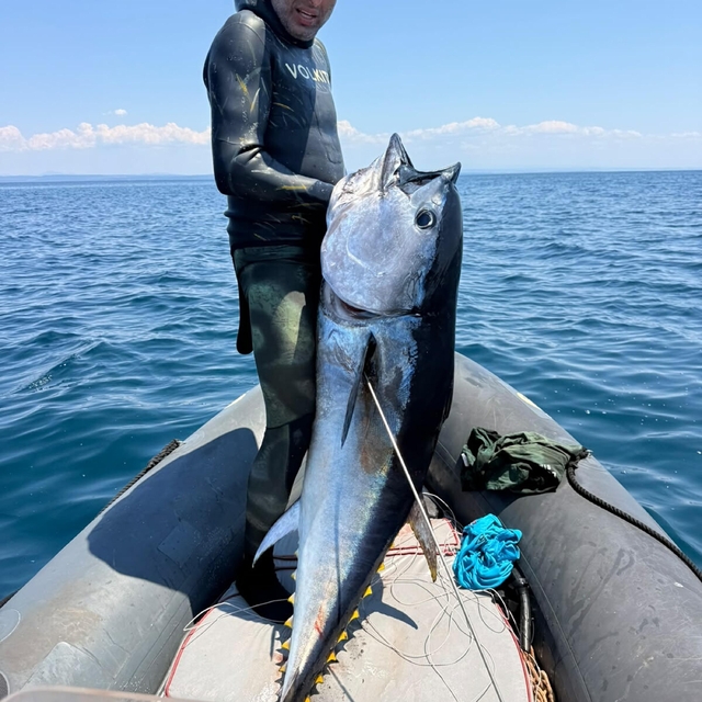 Gökçeada'da zıpkınla 1 metre 82 santim boyunda orkinos avladılar