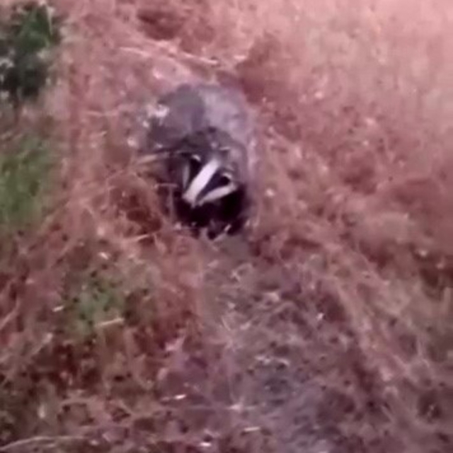 Batman'da porsuk görüntülendi