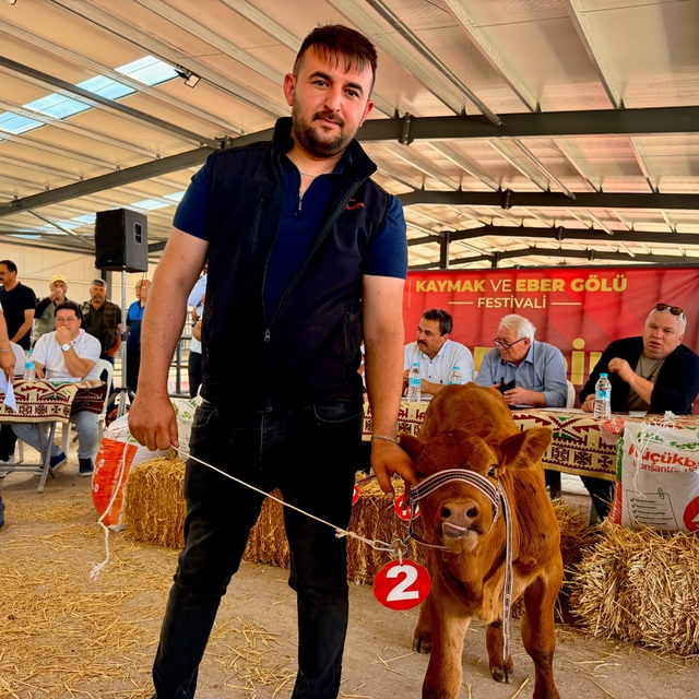 Yılın en güzel buzağısı 40 günlük buzağı oldu