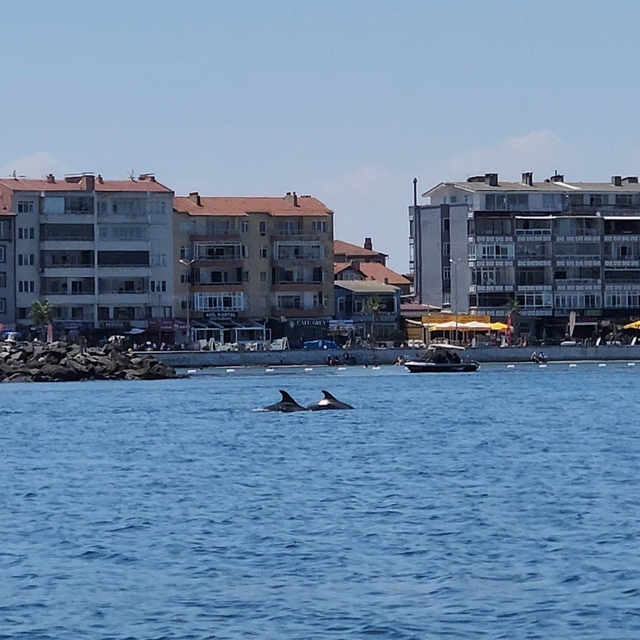 Marmara'nın sürpriz misafirleri: İki yunus teknenin yanında görüntülendi