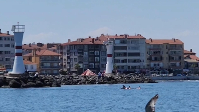 Tekirdağ açıklarında yunuslar görüntülendi