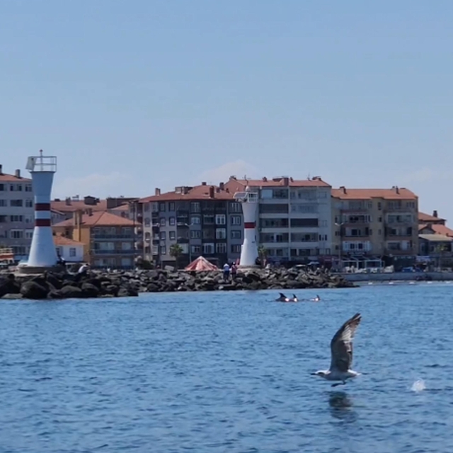 Tekirdağ açıklarında yunuslar görüntülendi