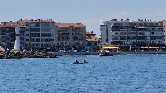 Marmara'nın sürpriz misafirleri: İki yunus teknenin yanında görüntülendi