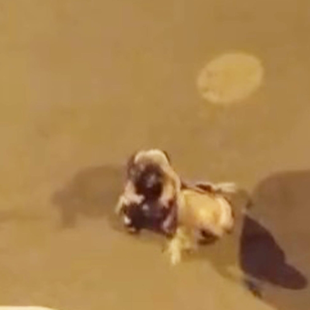 Iğdır'da kadınlar saç saça kavga etti