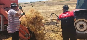 Ağın'da mercimek tohumluklarında hasat kontrolleri