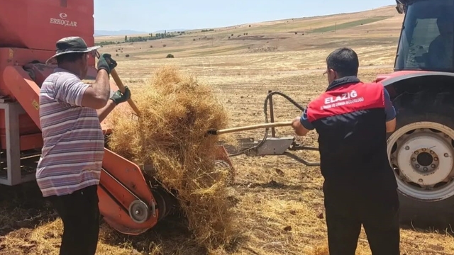 Ağın'da mercimek tohumluklarında hasat kontrolleri