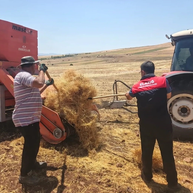 Ağın'da mercimek tohumluklarında hasat kontrolleri