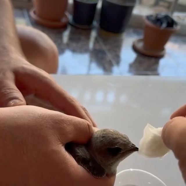 Vatandaşlar sıcaktan bitkin düşen ebabil kuşuna su verdi