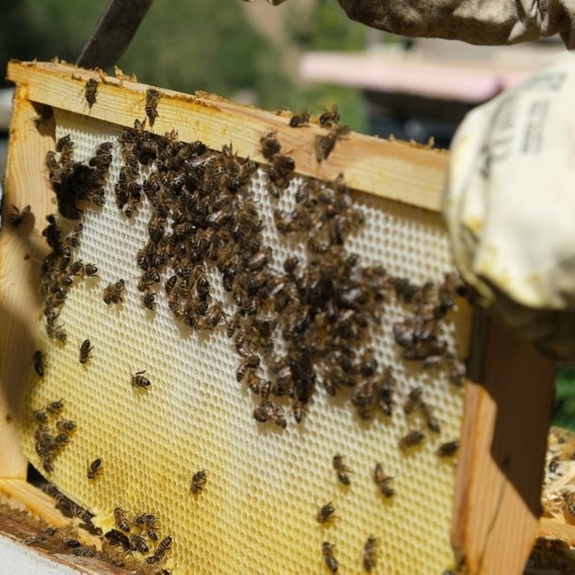 40 dereceyi gören havalarda arılar için tedbir çağrısı