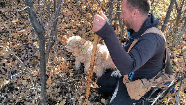 Özel eğitimli köpeklerle 112 bin hektar tarandı, yer altında 22 ton trüf mantarı tespit edildi