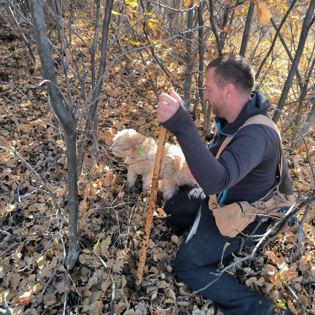 Özel eğitimli köpeklerle 112 bin hektar tarandı, yer altında 22 ton trüf ma...