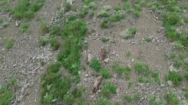Kırsalda yiyecek arayan ayı, dronu fark edince kaçtı