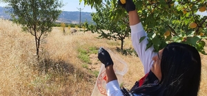 Elazığ'da bitkisel üretim alanlarında pestisit kalıntısı denetimleri