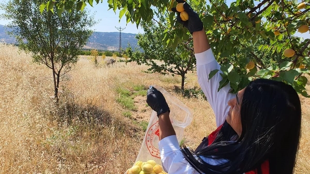 Elazığ'da bitkisel üretim alanlarında pestisit kalıntısı denetimleri