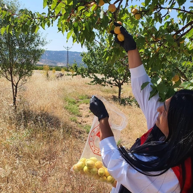 Elazığ'da bitkisel üretim alanlarında pestisit kalıntısı denetimleri
