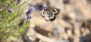 Harput'ta lavanta üzerindeki kelebeklerden görsel şölen