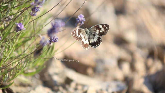 Harput'ta lavanta üzerindeki kelebeklerden görsel şölen