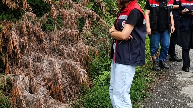 Rize'de tarım alanlarını istila eden Amerikan Beyaz Kelebeği için mücadele başladı