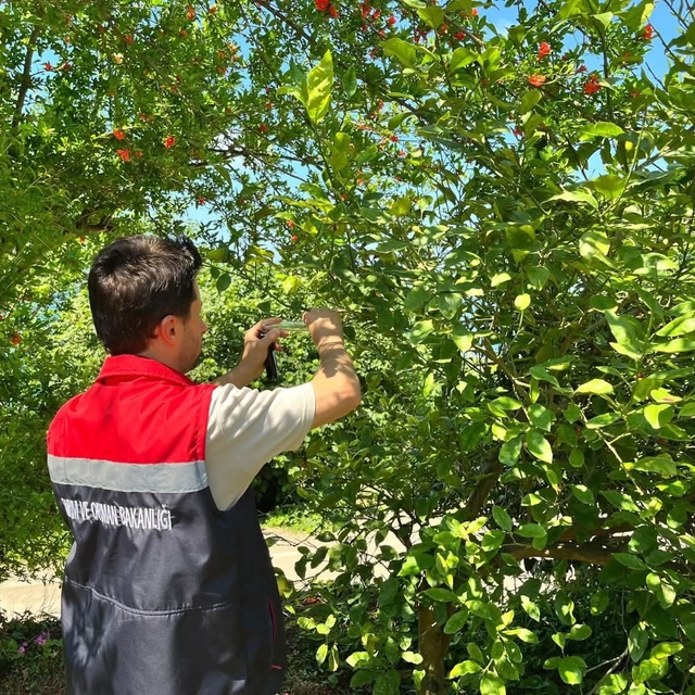 Rize'de kokarca zararlısına karşı doğaya "Samuray Arısı" salındı