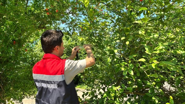 Rize'de kokarca zararlısına karşı doğaya "Samuray Arısı" salındı