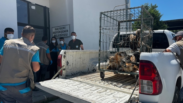 Rehabilitasyonu tamamlanan 35 yaban kuşu doğayla buluşturuldu