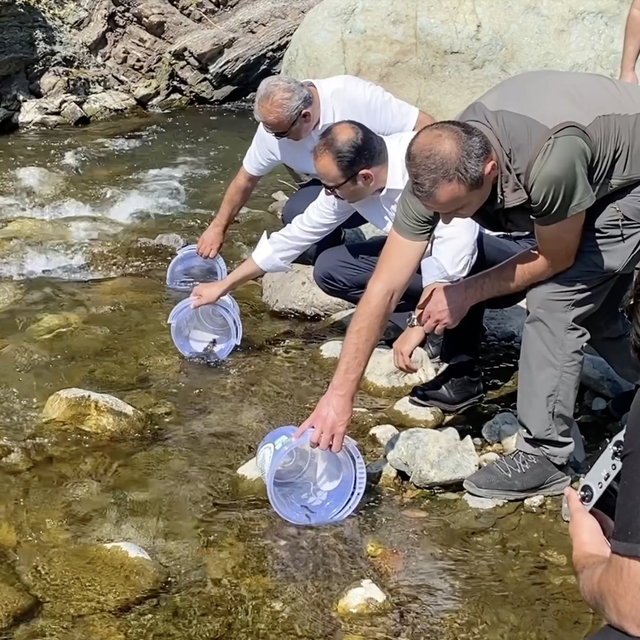 İki sel felaketinden etkilenen İlişi Çayı'na 15 bin alabalık salındı