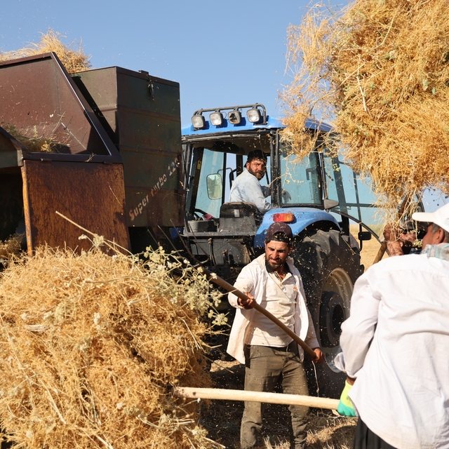 Diyarbakır'da yüksek sıcaklıkta hasat