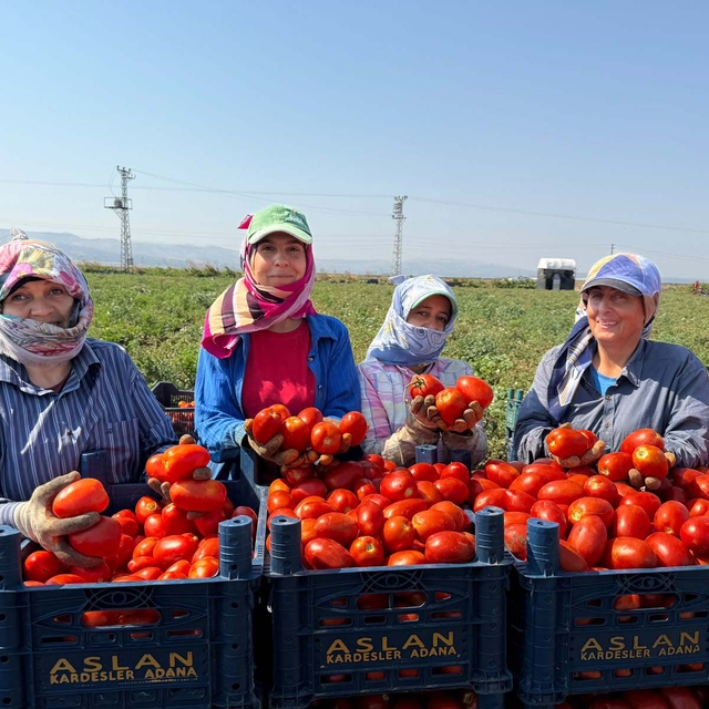 Amik Ovası'nda 35 derecede domates hasadı