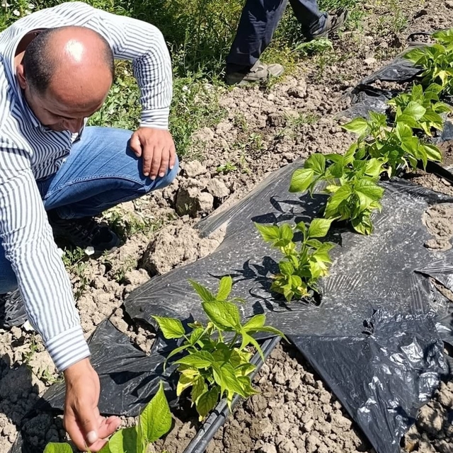 Yüksekova'da sera ve bahçelerde denetim